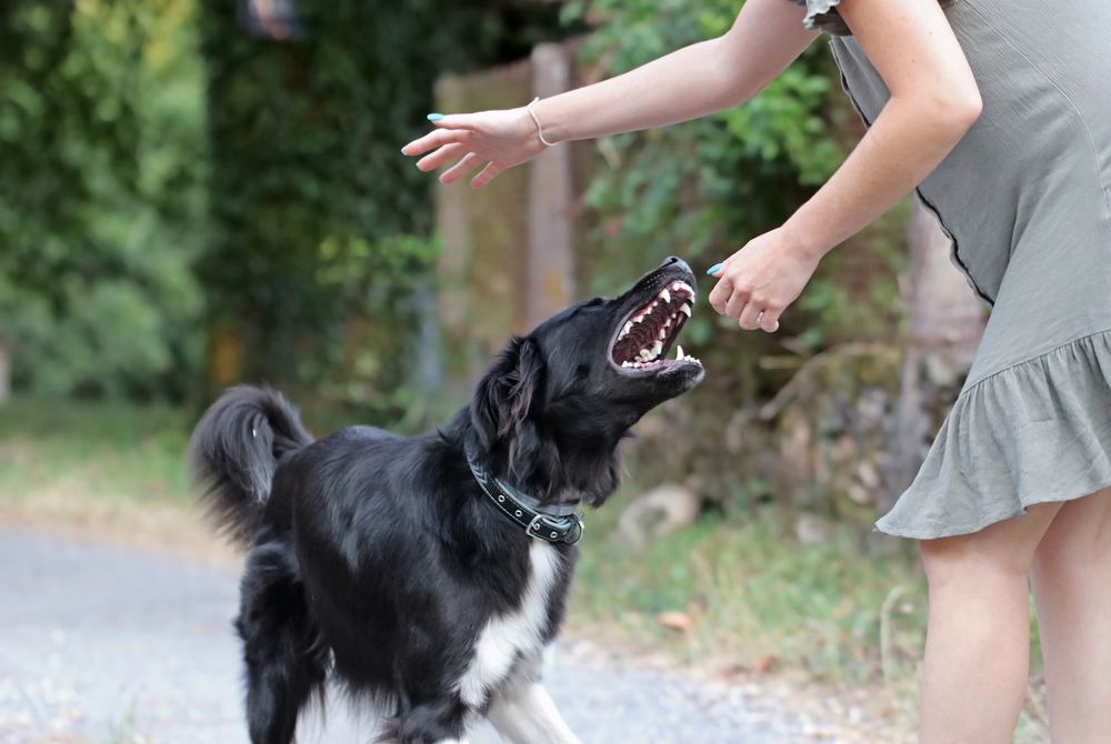 Philadelphia Dog Bite Lawyer